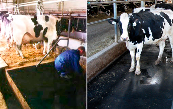 EG-07-Rezinoviy-Pol-dlya-Ferm-Korovnik-660x416